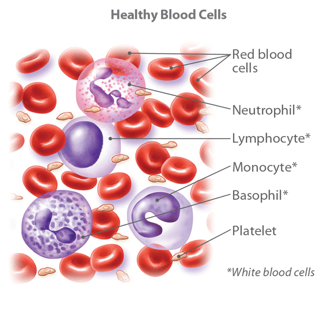 Illustration-of-Healthy-Blood-Cells-collected