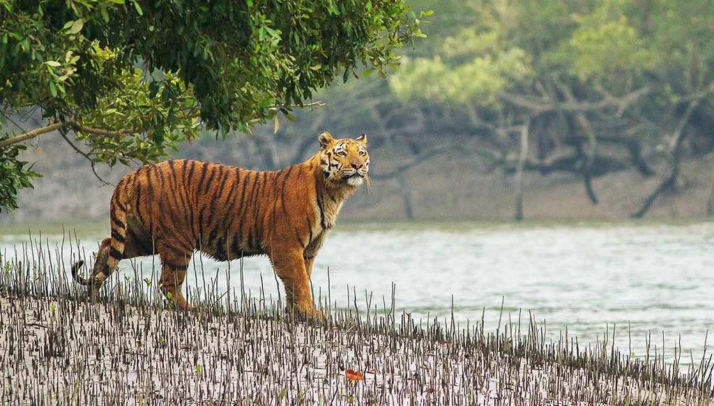 Sundarbans-collected